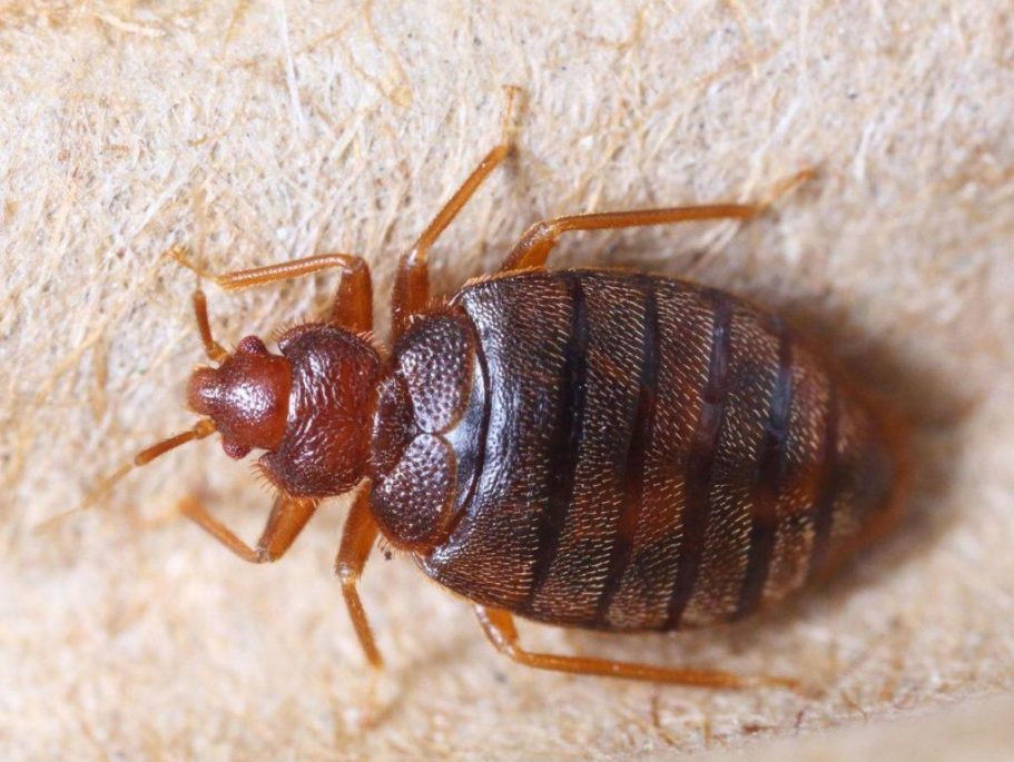 Punaises de lit Punaises de lit